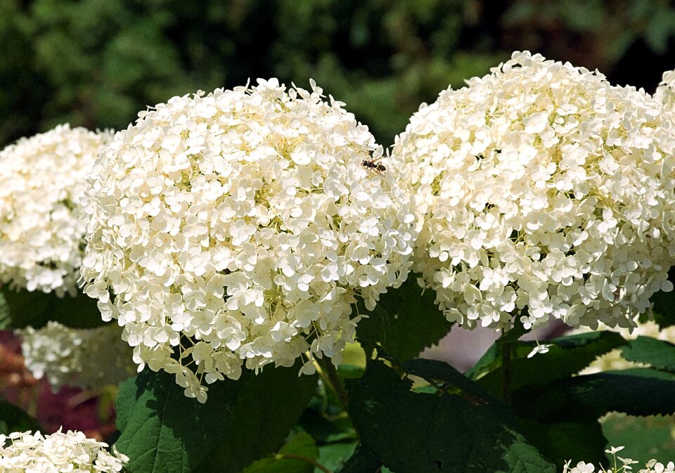 Hydrangea flower white hydrangea bauer hydrangea