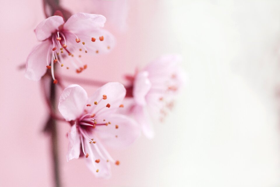 Bloom tree wallpaper for girls