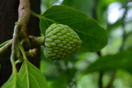 Healthy organic natural