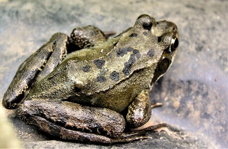 Amphibian frog reptile