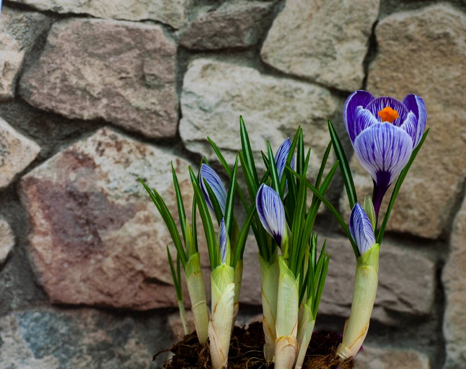 Plant flowers natural stone