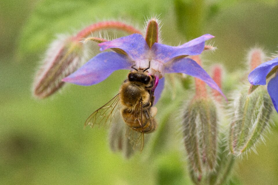 Insect macro pollination