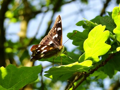Plant insect tree
