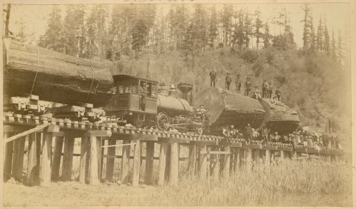 Albion, redwoods logs on railway train going to dumping grounds graphic