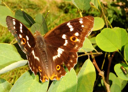 At the court of animals butterflies