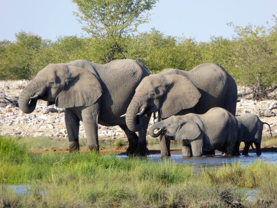 Herd of elephants animal national park