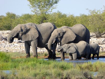 Herd of elephants animal national park photo