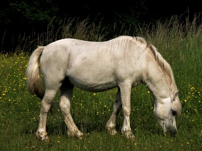 Pasture hayfield mare