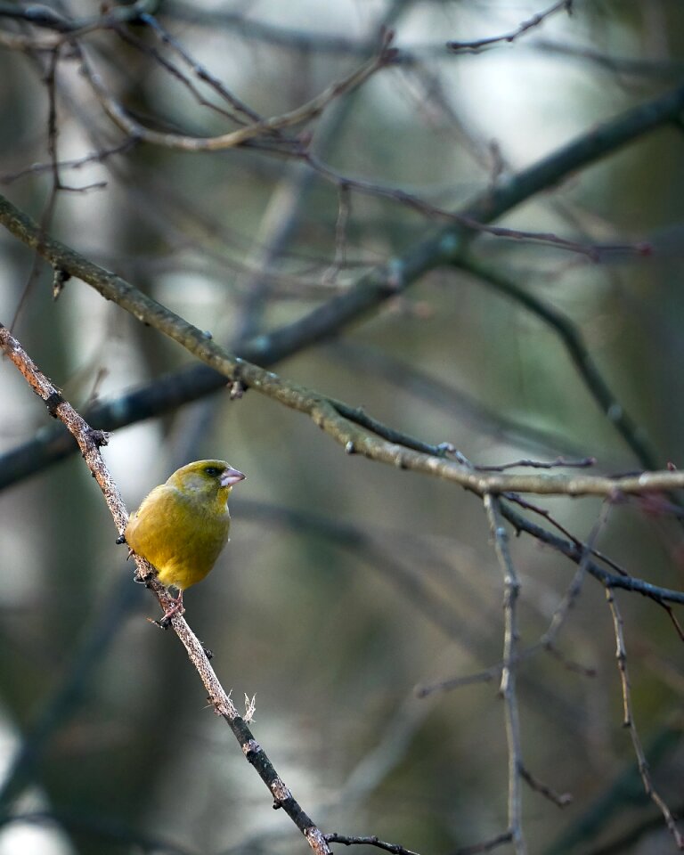 Tree animal songbird
