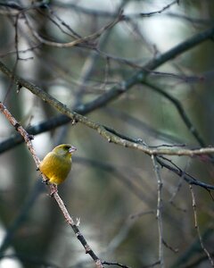Tree animal songbird