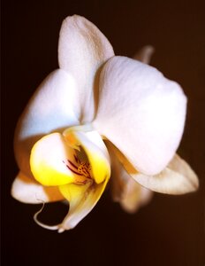 Flora beauty plant