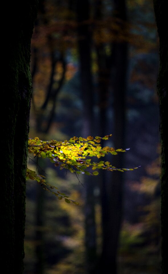 Tree trees autumn forest