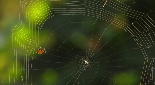 Nature rocio armenia