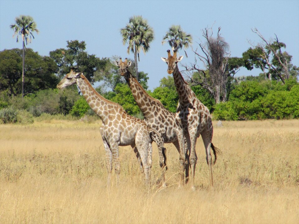 Safari national park spotted