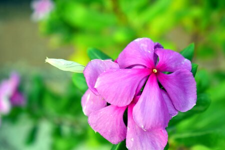 Flower bud purple