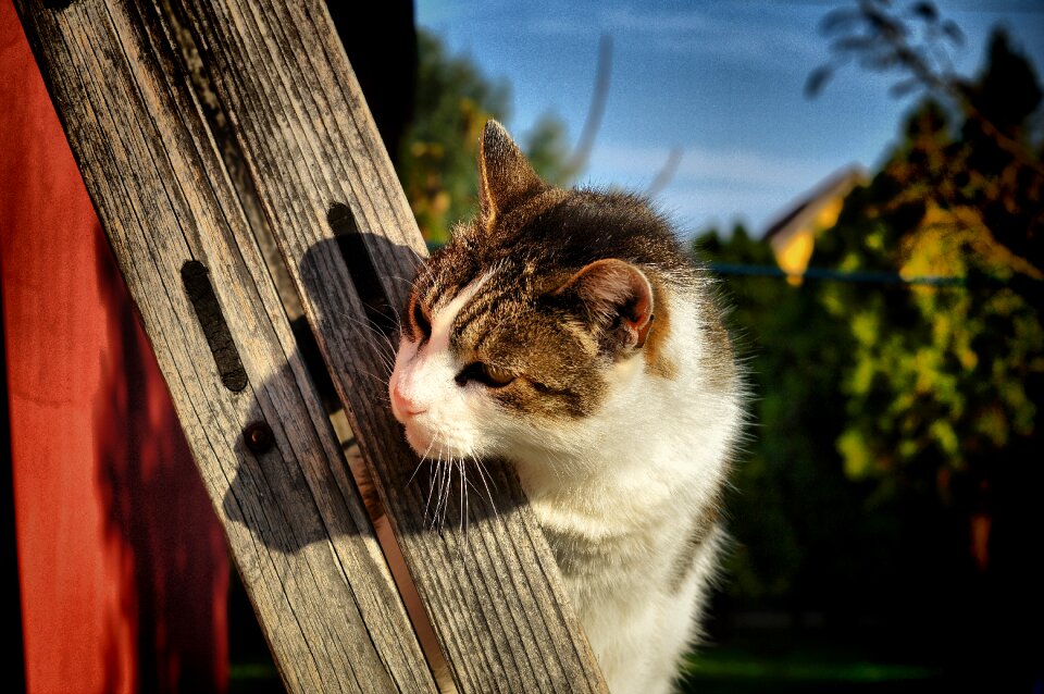 Domestic cat curious my favorite