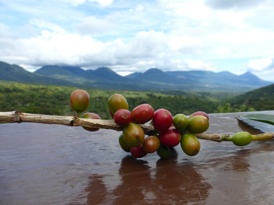 Coffee beans central america close up