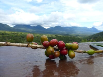 Coffee beans central america close up photo