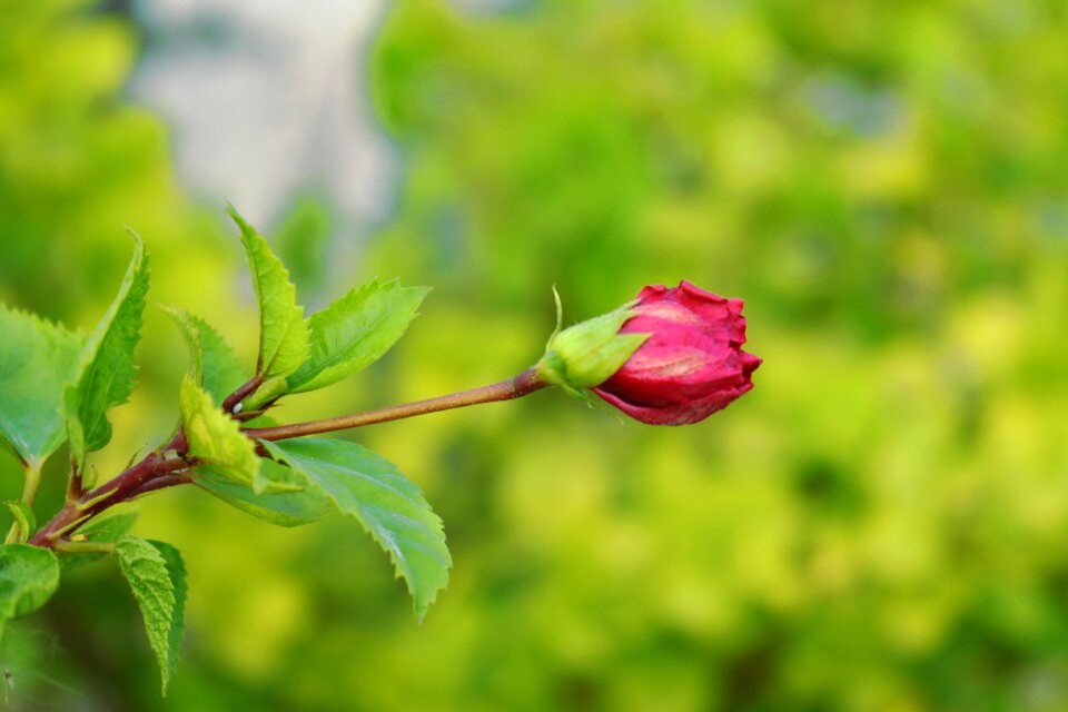 Bud blossom flower