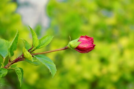 Bud blossom flower photo