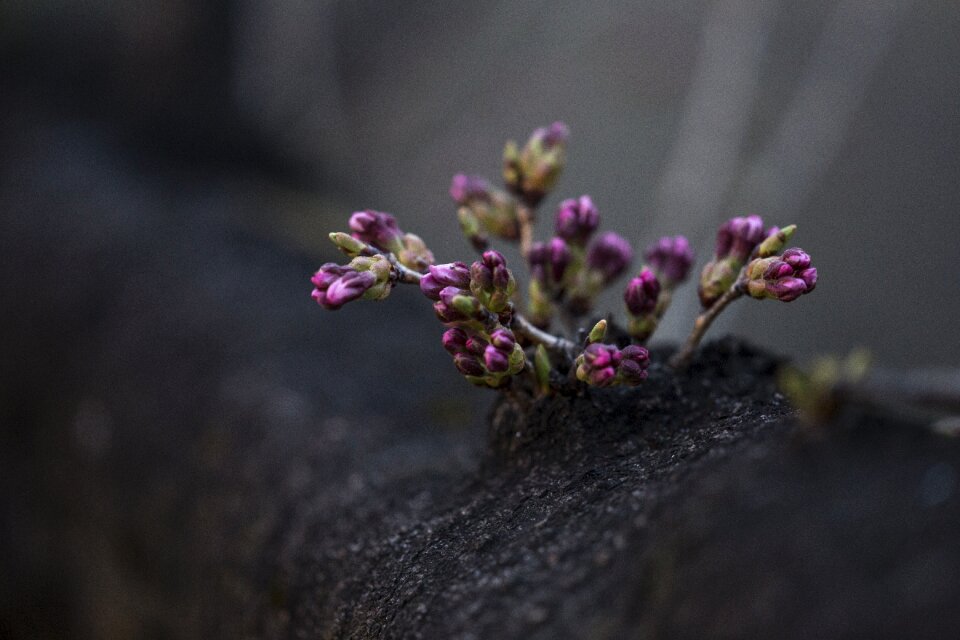 Bloom garden plant