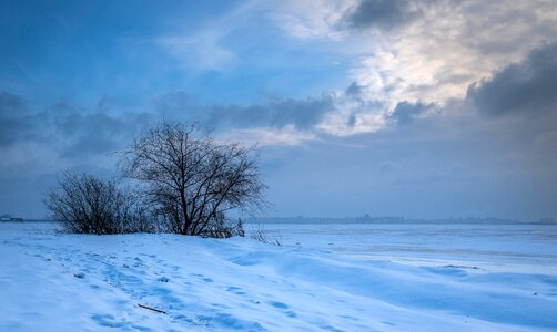 Coldly ice tree photo