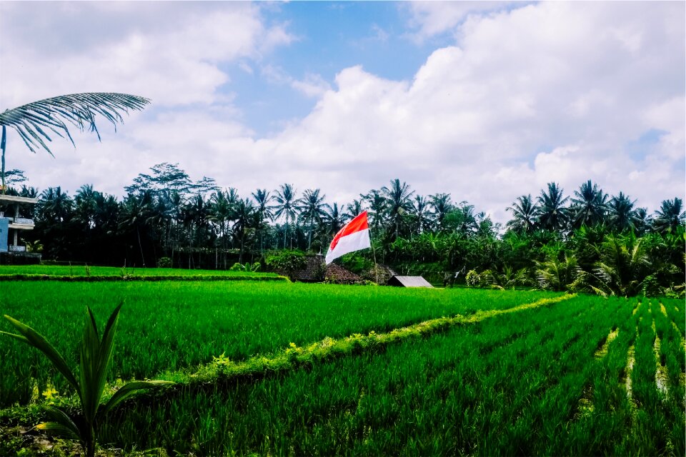 Indonesian flag agriculture