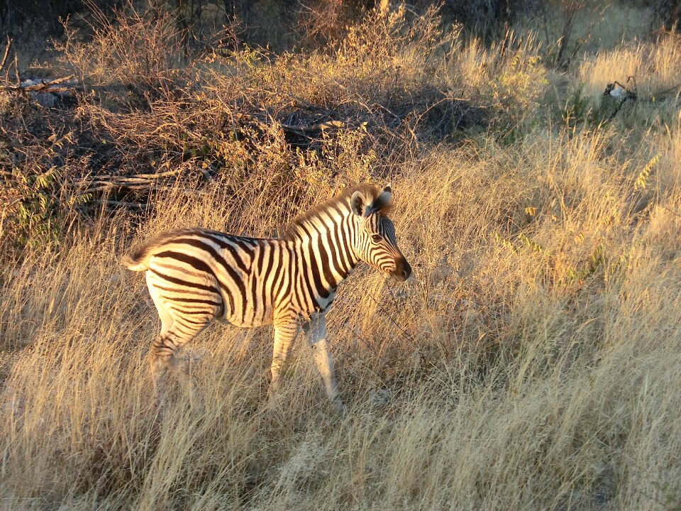 National park wildlife namibia