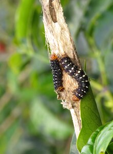 Animalia wild life armenia