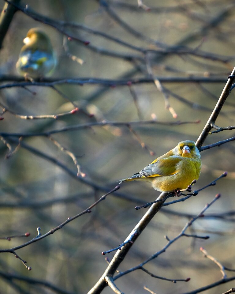 Tree animal songbird