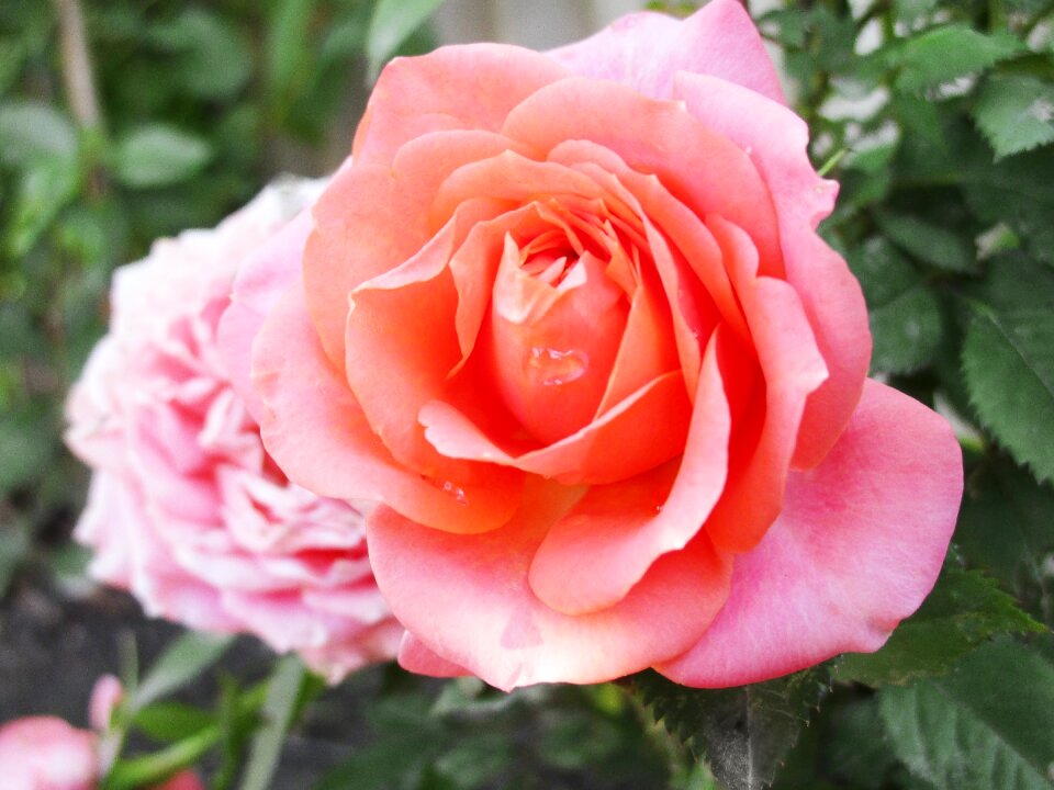 One rose nature pink rose