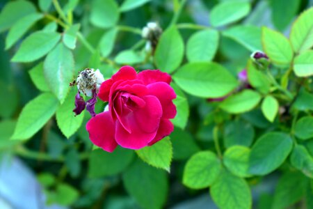 Rose flower plant