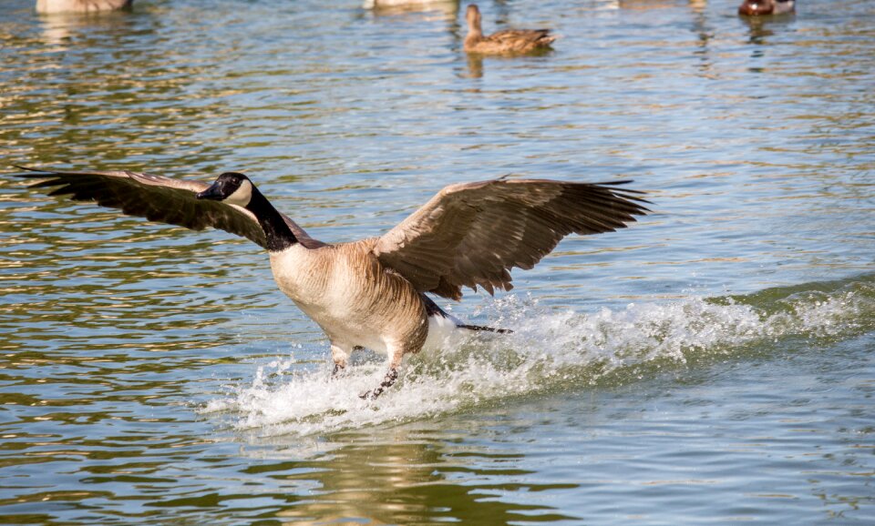 Lake wildlife canada