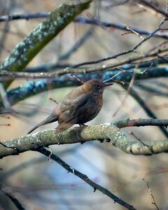 Tree animal songbird