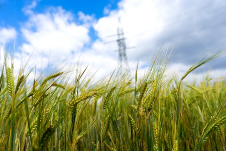 Landscape yields electricity