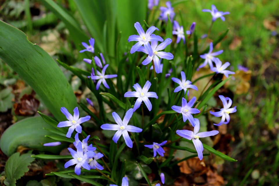 Blossom bloom blue