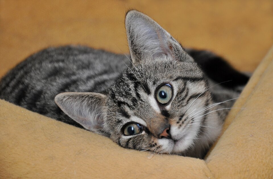 Domestic cat mieze mackerel
