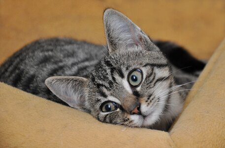 Domestic cat mieze mackerel