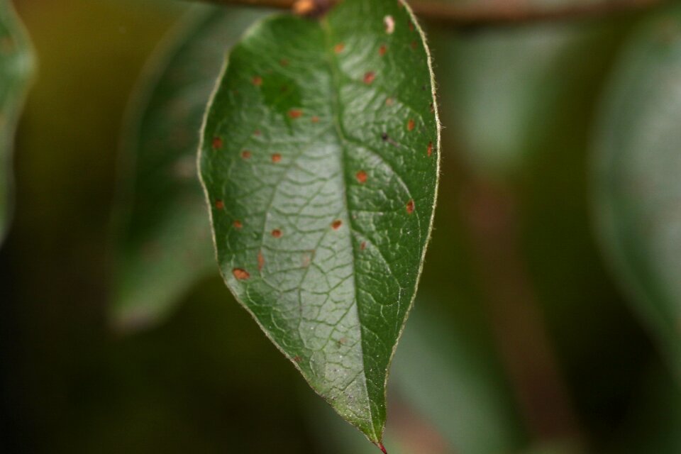 Green leaf macro nature