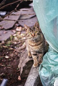 Cat mammal cute photo