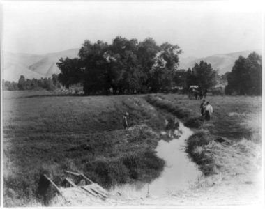 Alfalfa field on Kern river, Rio Bravo ranch. Kern County, Cal. LCCN2016652696