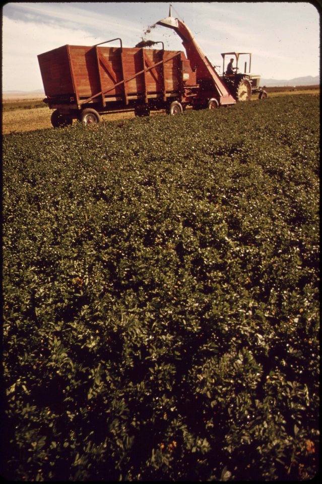 Alfalfa-field-on-experimental-farm-operated-by-epas-las-vegas-national-research-center-may-1972 6990478524 o
