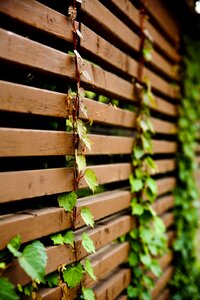 Green leaf ivy photo