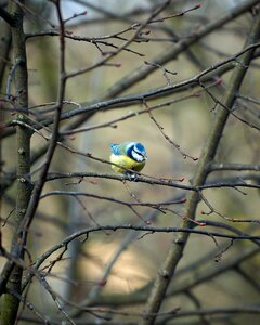 Tree animal nature