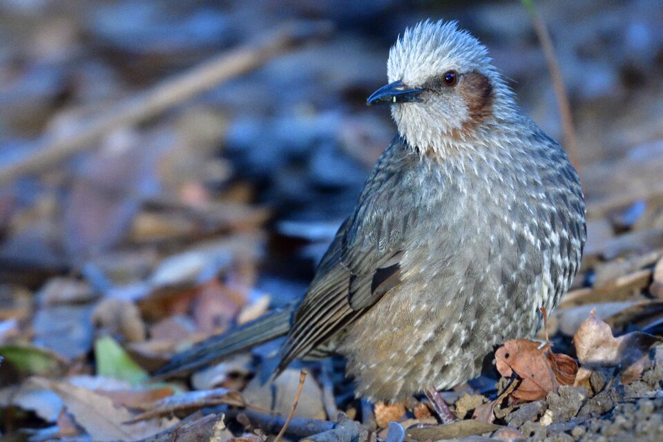 Bird outdoors animal