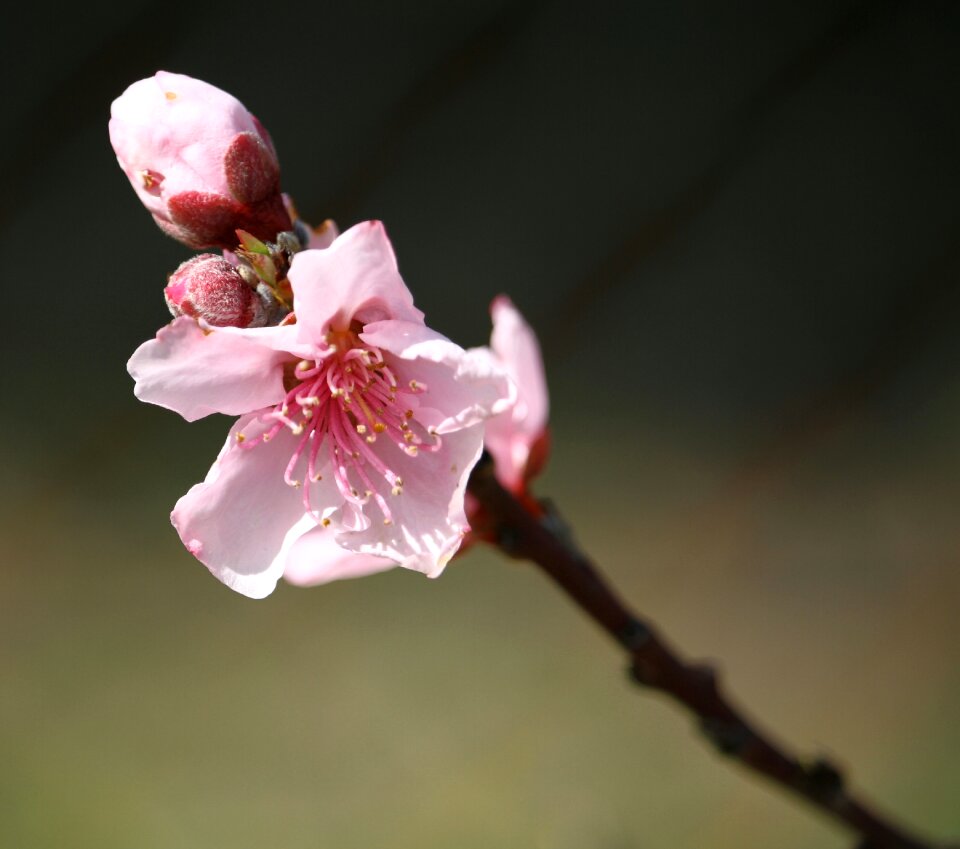 Cherry branch tree