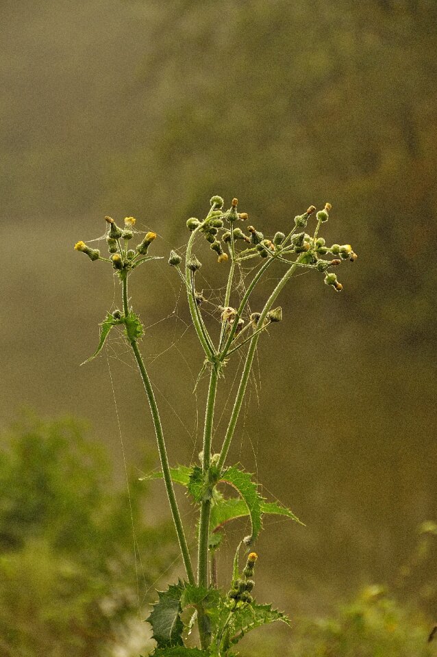 Spider webs dew herbstimpression
