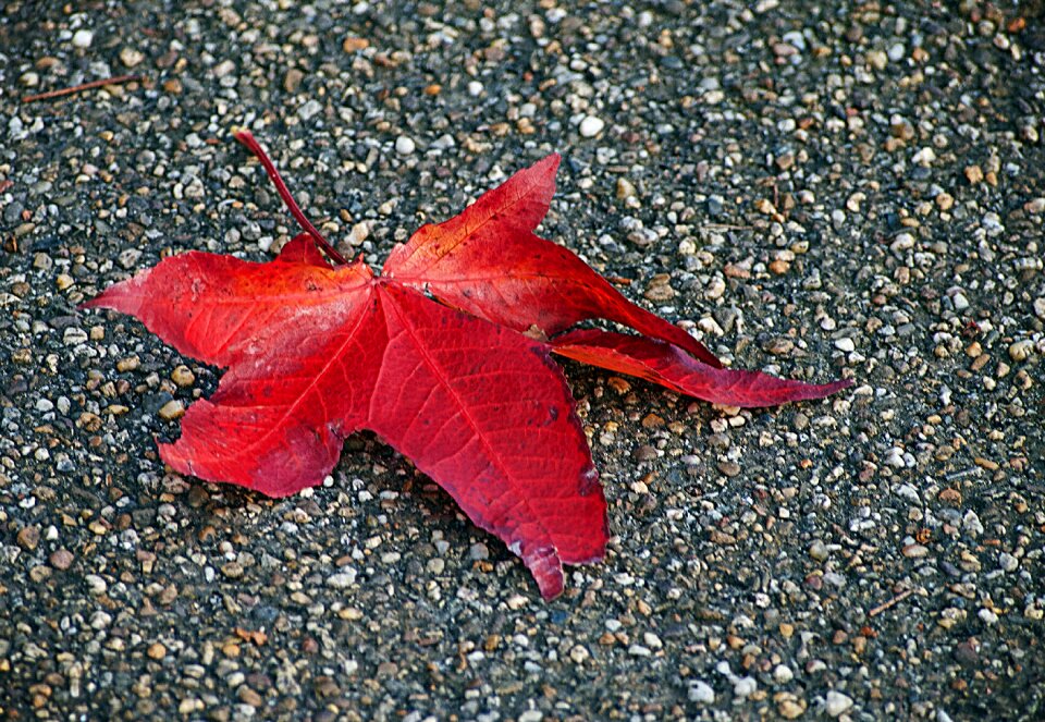 Nature colors season