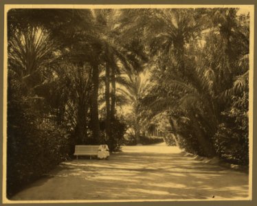 Algeria. Biskra. Garden of Allah LCCN2004674280