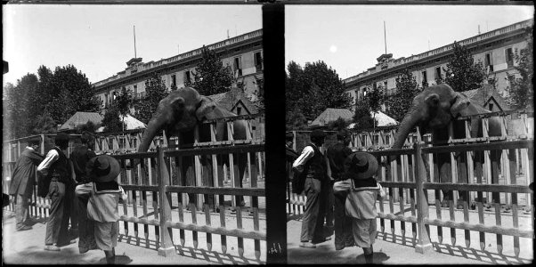 Algunes persones davant de la gàbia d'un elefant al zoo de Barcelona , al fons alguns edificis